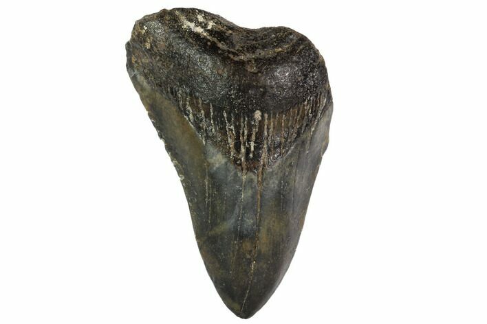 Partial, Megalodon Tooth - North Carolina #91683